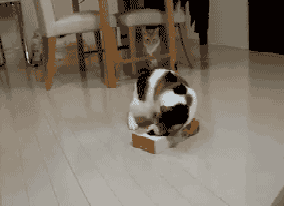猫咪 纸抽 玩耍 可爱