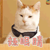猫咪 眼镜 辣眼睛 soogif