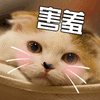 猫 萌宠 喵星人 害羞 soogif soogif出品