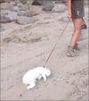 猫咪 搞笑 呆萌 可爱