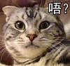 萌宠 猫星人 唔 好奇 搞怪 逗
