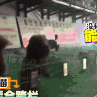 萌宠 动物 卖萌 可爱