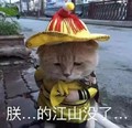 猫咪 搞笑 可爱 斗图 恶搞 朕 的江山没了