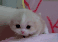 萌宠 喵 猫 可爱 卖萌