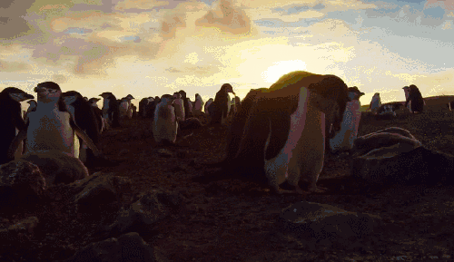企鹅 地球脉动 抬头 日落 有趣 纪录片