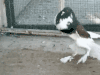奇葩 动物 GIF 萌 gif