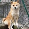 萌宠 柴犬 乖巧 可爱 呆萌