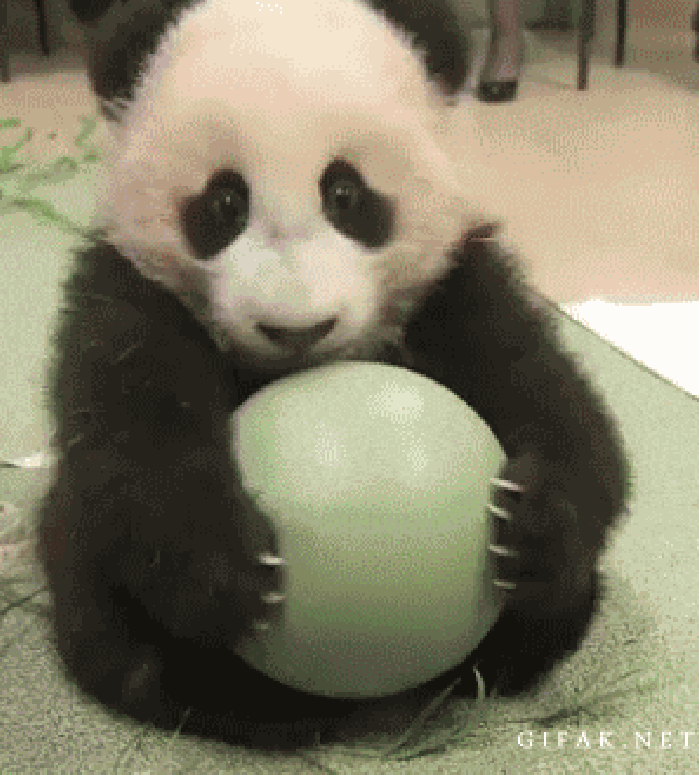 熊猫 球 抱着 可爱