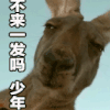 约吗 不来一发吗 少年 袋鼠 眼神 嚼