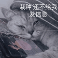 萌宠 猫咪 猫 喵星人 还不给我发信息 搞怪 生气