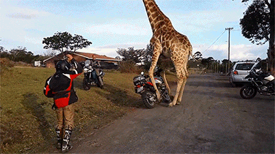 长颈鹿 摩托车 可爱 搞笑
