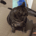 猫咪 胖 黑色 可爱