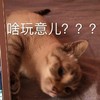 萌宠 喵星人 啥玩意儿 你说啥 憨憨 淘气