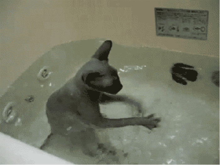 洗澡 狗刨 可爱 动物