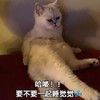 萌宠 猫星人 嗨喽 要不要一起睡觉觉 呆萌 可爱