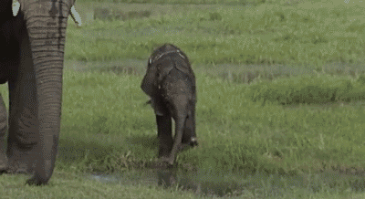 大象   动物 宝贝 玩