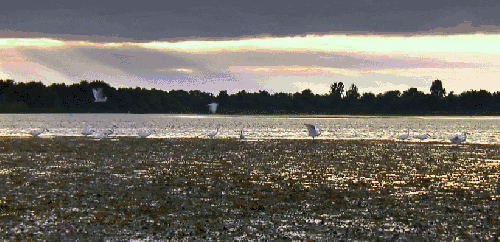 傍晚 多瑙河 多瑙河-欧洲的亚马逊 安静 纪录片 鹤