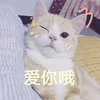爱你哦 撩 猫 搞怪 逗