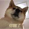 萌宠 柴犬 你醒了 凝视 起床了 呆萌