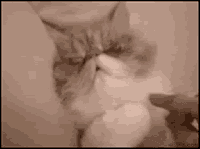 动物 可爱 挑逗 猫咪