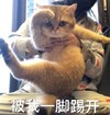 萌宠 喵星人 被我一脚踢开 走开 呆萌 可爱