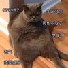 萌宠 猫星人 瘦了就能穿了 生无可恋 呆萌 可爱