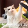 萌宠 喵星人 别一天天的 叭叭 搞怪 逗