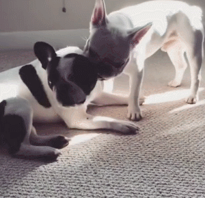 狗狗 可爱 欢乐 玩耍