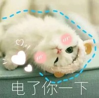 喵星人 可爱 软萌猫咪 脸红 电了你一下