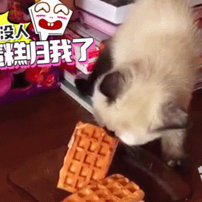 汪星人 搞笑 萌宠 可爱 狗狗