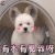 萌宠 狗 撩 有木有 有没有想我呀 soogif soogif出品