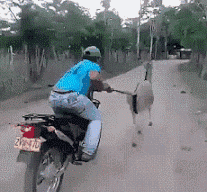 摩托车 毛驴 奔跑 厉害了