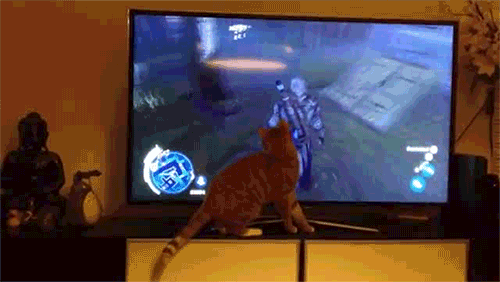 猫咪 看电视 可爱 萌宠