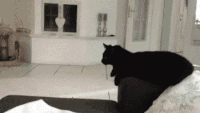 猫猫 可爱 配合 拍手