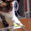 小猫 玩耍 调皮 可爱