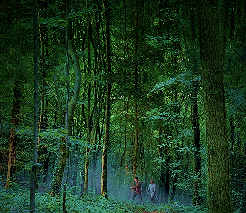 森林 树木 绿色 两个男人