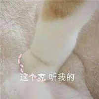 猫咪 喵星人 搞笑 这个家听我的 可爱