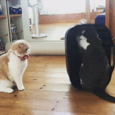 喵星人 神经病 智障 无语 折耳猫 猫 动物