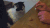 忽悠不了猫了 gif