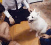 狗狗 模仿 伸手 配合
