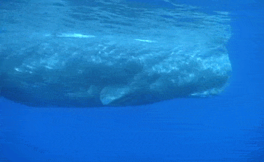 鲸鱼 海水 蓝色 庞大