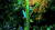 Larva