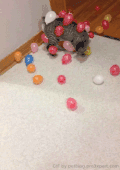 猫咪 气球 整蛊 搞笑