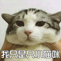 猫 萌宠 我只是只小猫咪 伤心