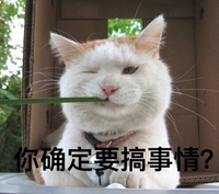 猫咪 喵星人 你确定要搞事情 可爱 萌萌哒