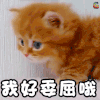 我好委屈哦 萌宠 猫 伤心 委屈 难过 soogif soogif出品