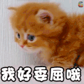我好委屈哦 萌宠 猫 伤心 委屈 难过 soogif soogif出品