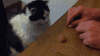 猫咪 玩游戏 聚精会神 真聪明