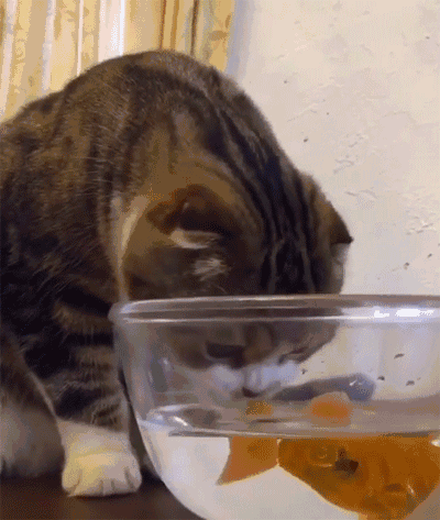 可爱 猫咪 贪吃 鱼儿