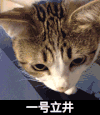 一号立井 猫猫 眼神 胡须